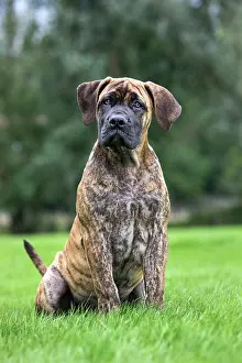 Dog - Boerboel - puppy in garden