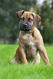 Boerboels: Dog - Boerboel - puppy in garden