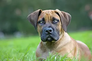 Boerboels: Dog - Boerboel - puppy in garden