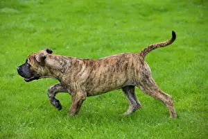 Boerboels: Dog - Boerboel - puppy in garden