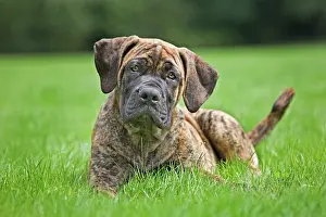 Boerboels: Dog - Boerboel - puppy in garden