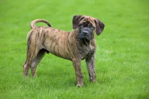 Boerboels: Dog - Boerboel - puppy in garden