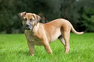 Boerboel: Dog - Boerboel - puppy in garden