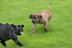 Gunddogs: Dog - Boerboel - puppy playing with Black Labrador in garden