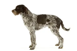 Griffons: Dog - Bohemian Wire-haired Pointing Griffon / Cesky Fousek