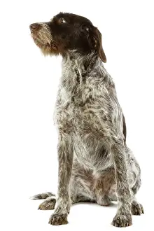 Griffons: Dog - Bohemian Wire-haired Pointing Griffon / Cesky Fousek