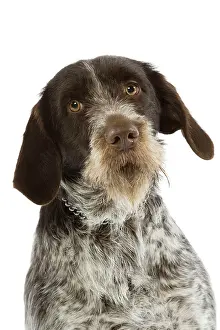 Griffons: Dog - Bohemian Wire-haired Pointing Griffon / Cesky Fousek