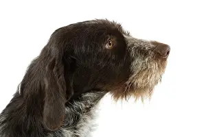 Griffons: Dog - Bohemian Wire-haired Pointing Griffon / Cesky Fousek