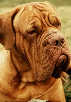 Nose: DOG - Bordeaux / Dogue de Bordeaux / French Mastiff