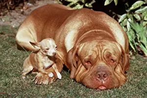 Size: DOG - Bordeaux / Dogue de Bordeaux / French Mastiff