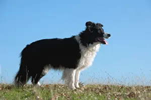 Stood: DOG - Border collie
