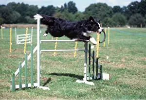 Agility: DOG - BORDER COLLIE - on agility course