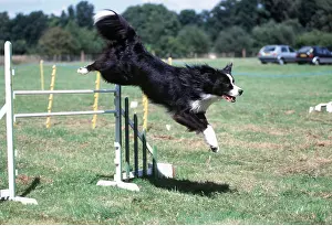 Agility: DOG - BORDER COLLIE - on agility course