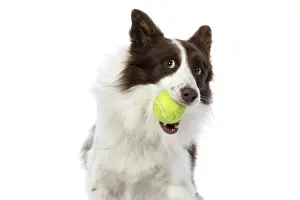 Ball: DOG. Border Collie, brown & white, catching a ball