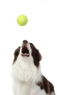 Ball: DOG. Border Collie, brown & white, catching a ball
