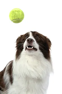 Ball: DOG. Border Collie, brown & white, catching a ball
