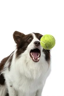 Ball: DOG. Border Collie, brown & white, catching a ball