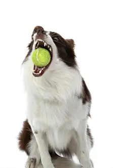 Ball: DOG. Border Collie, brown & white, catching a ball