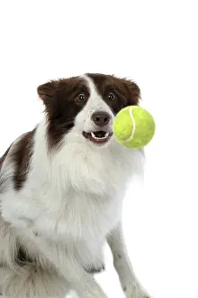 Ball: DOG. Border Collie, brown & white, catching a ball