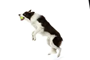 Ball: DOG. Border Collie, brown & white, jumping up to
