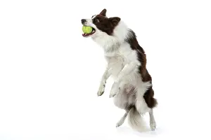 Ball: DOG. Border Collie, brown & white, jumping up to