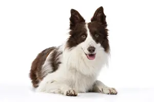 Smile: DOG. Border Collie, brown & white, laying down