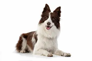 Smiling: DOG. Border Collie, brown & white, laying down