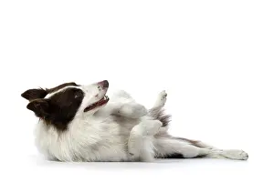 Rolling: DOG. Border Collie, brown & white, laying on its