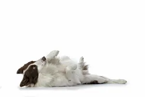 Rolling: DOG. Border Collie, brown & white, laying on its