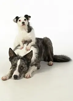 Massage: DOG. Border Collie cross breed dog, with Jack
