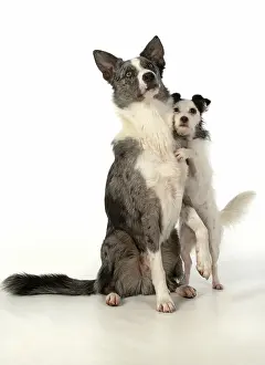 Hugs: DOG. Border Collie cross breed dog, with Jack