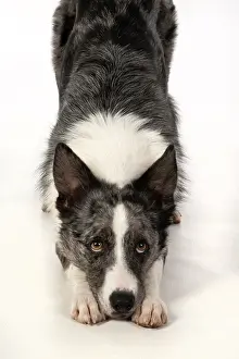 270220: DOG. Border Collie cross breed dog, laying with