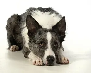 270220: DOG. Border Collie cross breed dog, laying with