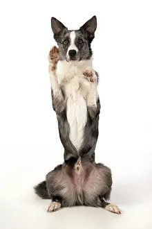 270220: DOG. Border Collie cross breed dog, sitting