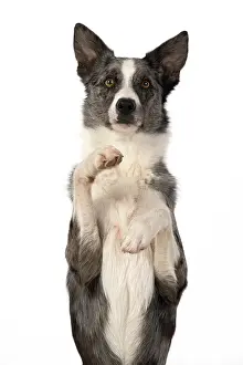 270220: DOG. Border Collie cross breed dog, sitting