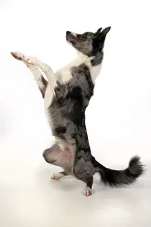 Boxing: DOG. Border Collie cross breed dog, sitting