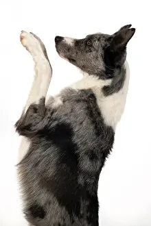 270220: DOG. Border Collie cross breed dog, sitting