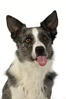 Rude: DOG. Border Collie cross breed dog, sitting
