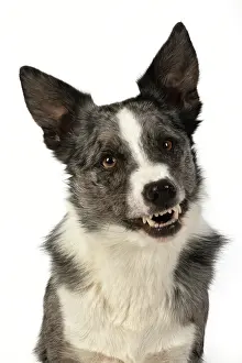 Growling: DOG. Border Collie cross breed dog, sitting