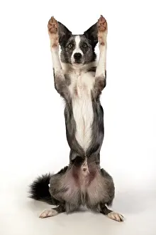 Yoga: DOG. Border Collie cross breed dog, sitting