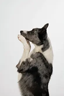 Gesture: DOG. Border Collie cross breed dog, sitting