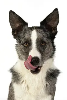 Lips: DOG. Border Collie cross breed dog, sitting