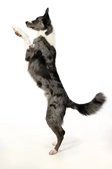 270220: DOG. Border Collie cross breed dog, standing