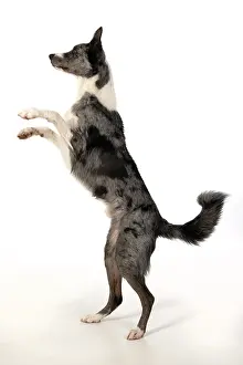 270220: DOG. Border Collie cross breed dog, standing