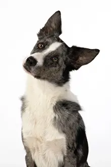 270220: DOG. Border Collie cross breed dog, studio, head