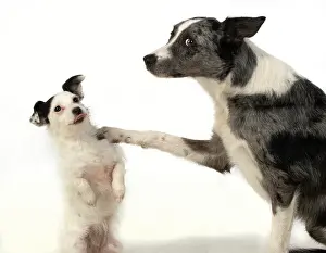 Boxing: DOG. Border Collie cross breed dog, with wpaw