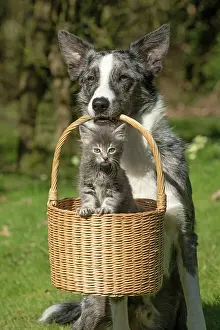 040420: DOG. Border Collie cross dog holding a basket