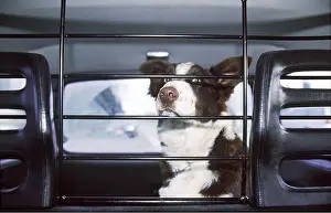 Vehicles: DOG - Border Collie Dog in car behind dog grill