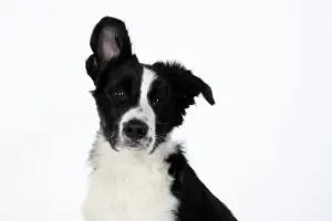 Floppy: DOG. Border Collie dog, head and shoulders, ear up, studio
