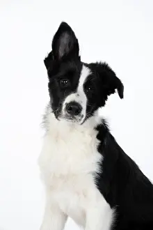 Floppy: DOG. Border Collie dog, head and shoulders, ear up, studio
